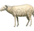 Mouton Adulte - robe 7