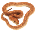 Serpent des blés ##STADE## - robe 36